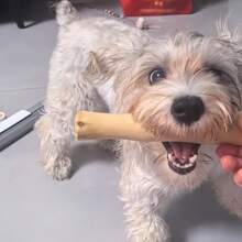 1pc Natural Coffee Wood Dog Chew Sticks Chew Toy Teeth Cleaning And Chewing Pet Toy Suitable For Dogs/ Puppy /Small Pets To Relieve Stress And Release Energy, Suitable For All Seasons - Multicolor - View 4