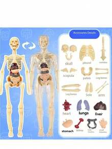 1pc Detachable Human Skeleton Anatomy Model With Organs, Medical Science Educational Tool For Assembling Full Body Structure And Understanding Internal Organs, Self-Assembly Required - Multicolor - View 10