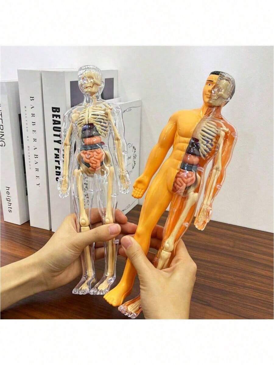 1pc Detachable Human Skeleton Anatomy Model With Organs, Medical Science Educational Tool For Assembling Full Body Structure And Understanding Internal Organs, Self-Assembly Required - Multicolor - View 1
