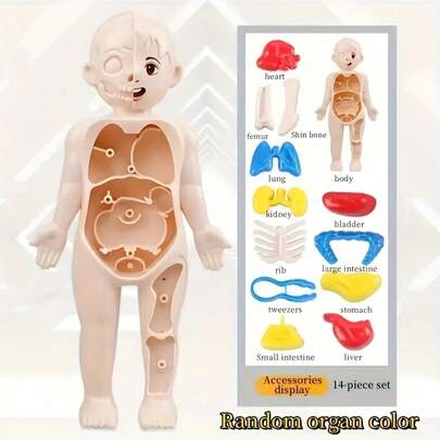 1 Set Modelo anatómico educativo del Body humano para niños, rompecabezas realista de órganos internos, juego de montaje educativo sobre biología y medicina (color del accesorio aleatorio)