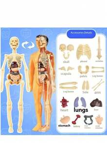 1pc Detachable Human Skeleton Anatomy Model With Organs, Medical Science Educational Tool For Assembling Full Body Structure And Understanding Internal Organs, Self-Assembly Required - Multicolor - View 12
