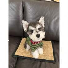 复古风宠物条纹衬衫！经典绿棕色狗狗毛衣，加厚猫咪冬季服装