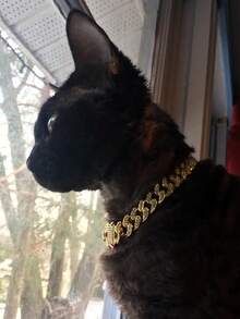 1pc Bling Pet Cuban Link Chain - Stylish Dog Statement Necklace, Metallic Pet Fashion Accessory - Multicolor - View 8