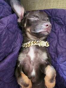 1pc Bling Pet Cuban Link Chain - Stylish Dog Statement Necklace, Metallic Pet Fashion Accessory - Multicolor - View 7