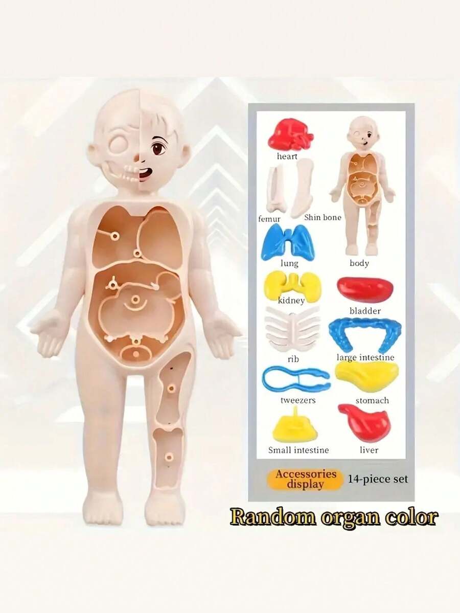 1 套儿童科教人体模型玩具，逼真内脏器官解剖拼图组装玩具套装，教育生物医学学习工具（配件颜色随机） - 彩色 - 查看 1