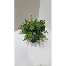 Planta Artificial Decorativa con Maceta Fabricada 100% en Polietileno Color(Rojo 25x15) - Multicolor - Ver 3