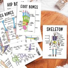 12pcs Skeleton Anatomy Flashcards - Human Skeleton Diagram Cards, Medical Staff Skeletal Anatomy Learning Cards - Interactive Learning Cards With Bone Labeling, Exam Preparation Study Guide - Multicolor - View 5
