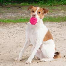 Best Pet Supplies Squeaky Dog Toys With Soft Durable Fabric For Small, Medium And Large Pets Interactive Toy For Indoor Play, Supports Active Biting And Play - Fuchsia (L:3.5\),Large3.5inch,Fuchsia - Fuchsia - 查看 7