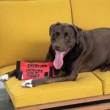 Outward Hound Firehose Fetch Dog Toy, Medium,Medium(Packof1),FireHoseFetchDogToyFireHoseFetchDogToy - 消防水管取物狗玩具 - 查看 7