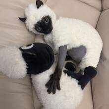 Autumn/Winter New Hairless Cat Clothes, White Hooded Four-Leg Outfit, Anti-Shedding Sphynx Devon Cat Hooded Apparel