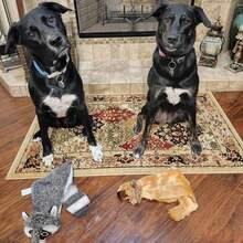 Best Pet Supplies Squeaky Dog Toys With Soft Durable Fabric For Small, Medium And Large Pets Interactive Toy For Indoor Play, Supports Active Biting And Play - Raccoon, Small,Small,Grey/Raccoon - 灰色/浣熊色 - 查看 7