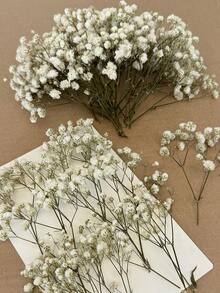 白綠色(滿天星)