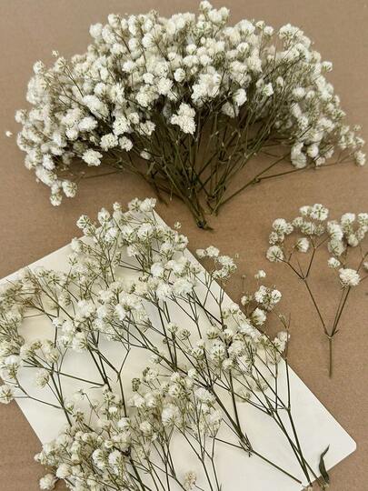 20/50/100/150/300pcs Ivory White Mini Gypsophila And Other Dried Flowers - For Resin Mold Art And Crafts, Suitable For Hair Accessories, Wedding Wreaths, Tabletop Decor, Home Decoration