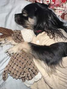 宠物驴玩具 猫狗伴侣玩具 宠物娱乐 狗狗磨牙玩具 耐用猫玩具 毛绒互动猫玩具 狗狗用品 - 彩色 - 查看 5