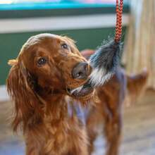 Outward Hound Tail Teaser Replacement Lure For Dog Teaser Wand, Fox,TailTeaserReplacement(Packof1),Fox - Cáo - Xem 7