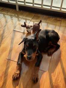 宠物驴玩具 猫狗伴侣玩具 宠物娱乐 狗狗磨牙玩具 耐用猫玩具 毛绒互动猫玩具 狗狗用品 - 彩色 - 查看 4