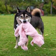 Best Pet Supplies Squeaky Dog Toys With Soft Durable Fabric For Small, Medium And Large Pets Interactive Toy For Indoor Play, Supports Active Biting And Play - 1Wild Duck, Pig, Small,Small,Multicolor/Pig&WildDuck - 多色/豬和野鴨 - 查看 9