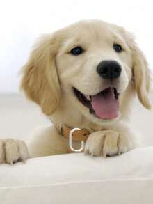 Metal Oval Spring Buckle, Can Open Keychain, Bag Hook, Extension Clip, Dog Chain Buckle Accessories, Luggage Hardware Accessories, Hiking Buckle, Very Suitable For Wearing While Traveling, Travel Accessories,Suitable For Wallet Straps, Keys, Handicrafts, Hook Clips, DIY Accessories