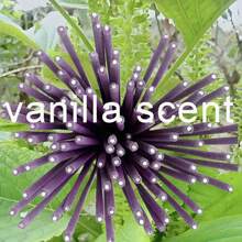 Nhang vani tự nhiên - Giúp ngủ ngon, làm dịu thần kinh, tạo không gian chữa bệnh cho gia đình, thiền, yoga, đọc sách, cải thiện giấc ngủ - Màu Lilac Tím - Xem 4