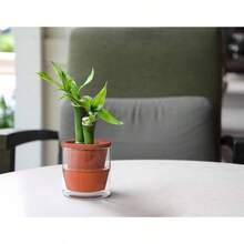 4 Inch Small Design Self Watering Pot Indoor Plants, Terracotta Planter with Cylinder Glass Cup, Set of 1, 372 - A - 1 - 1 + 4 pulgadas - Ver 6