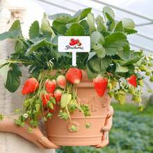 30 etiquetas acrlicas para plantas de frutas para jardn al aire ltima intervensin, marcadores de jardn impermeables para plantas, etiquetas de nombre de semillas de frutas para plantar - Fruta - Ver 7