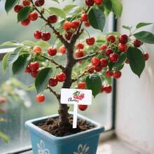 30 etiquetas acrlicas para plantas de frutas para jardn al aire ltima intervensin, marcadores de jardn impermeables para plantas, etiquetas de nombre de semillas de frutas para plantar - Fruta - Ver 8