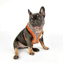 YPuppia AUDEN Harness A Blue L - AzulPatchwork - Ver 3