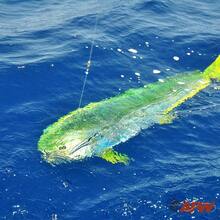 Pesquera de los Estados Unidos poderoso gra de alambre gira Acero inoxidable - Negro + 50 piezas, prueba de 180 libras - Ver 9