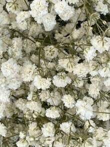 20/50/100/150/300 piezas Mini Gypsophila y otras flores secas - Para moldes de resina, arte y manualidades, ramos de color blanco marfil para accesorios para el cabello, coronas de boda, decoración de mesa, decoración del hogar - Blanco-verde 1 (Cielo estrellado) - Ver 5