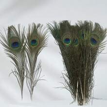20pcs/40pcs/100pcs 25-30 Small Eyed Peacock Feather Home Decoration Peacock Feather Jewelry DIY Handmade Peacock Feather Fan - Green - View 9