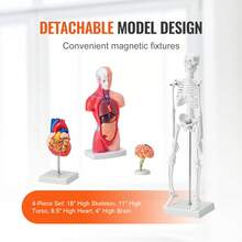 Juego de modelos de anatomía humana (cerebro, torso, corazón, esqueleto, 4 unidades), herramientas prácticas de estudio en 3D, modelos didácticos para estudiantes de fisiología o como kit educativo para niños - 4 unidades - Ver 4