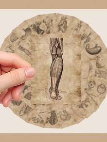 56pcs Body Structure Stickers Detailed Illustrations Of Skeletal, Muscular, And Organ Systems Suitable For Water Bottles, Skateboards, Laptops, Envelopes, Diaries, Scrapbooks, Refrigerator Decorations, Gift Wrapping, And Decorative Stickers Versatile For Multiple Scenarios