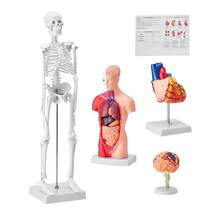 Juego de modelos de anatomía humana (cerebro, torso, corazón, esqueleto, 4 unidades), herramientas prácticas de estudio en 3D, modelos didácticos para estudiantes de fisiología o como kit educativo para niños - 4 unidades - Ver 8