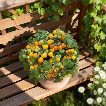 [200 Semillas de Tomate Cherry Enano en Maceta]¡Perfecto para Regalos de Navidad! Ideal para Jardinería Interior, Balcones y Huertos Urbanos. Planta de Crecimiento Rápido, Alto Rendimiento y Frutos Dulces. Excelente para Principiantes, Familias con Niños y Amantes de la Horticultura. ¡Cultiva tus Propios Tomates Frescos en Casa Todo el Año!