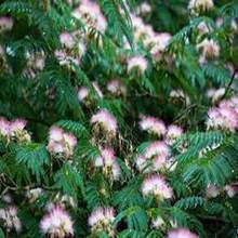 10 Seeds Of Acacia Rosa - 彩色 - 查看 7