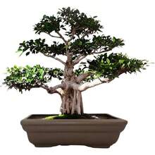 Maceta para Bonsi de cermica de 27cm, Rectangular sin Esmalte - Cafetería - Ver 3