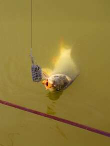 GOTURE 1/2/3件套鲤鱼饵笼套装 - 耐用金属笼+鱼线套装/发夹配件，高效展示饵料，浅水/节日礼物钓鱼 - 彩色 - 查看 8