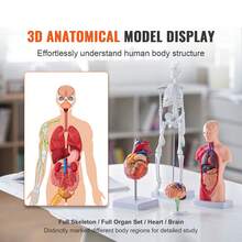 Juego de modelos de anatomía humana (cerebro, torso, corazón, esqueleto, 4 unidades), herramientas prácticas de estudio en 3D, modelos didácticos para estudiantes de fisiología o como kit educativo para niños - 4 unidades - Ver 2