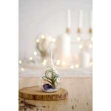 3 Pack Glass Hanging Planter Air Fern Holder Terrarium Plants Hanger Vase, Home Christmas Decoration Gifts For Plant Lovers, Succulent Moss Tillandsias Air Plants Globe (Plant Not Included) - 預設 - 查看 4