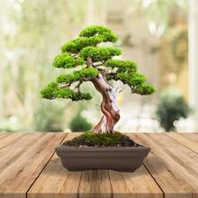 Maceta para Bonsi de cermica de 27cm, Rectangular sin Esmalte - Cafetería - Ver 4