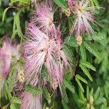 10 Seeds Of Acacia Rosa - 彩色 - 查看 5