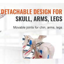 Skeleton Model - 71.65인치 - 보기 3