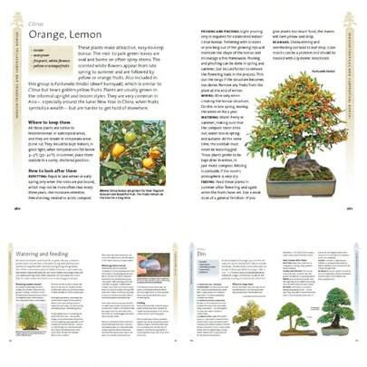 Bonsai Beginner's Bible