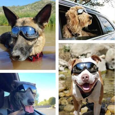 A Dog Wearing Sunglasses Meets A Dog Wearing Ski Goggles, And A Medium-Sized Dog Also Becomes A Pet Wearing Sunglasses As A Result.
