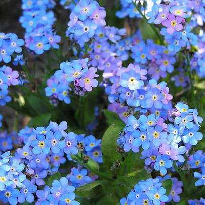 Myosotis - 100 semillas: Flores pequeñas azules o blancas, símbolo de recuerdo, fáciles de cultivar