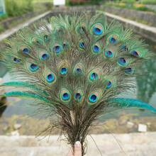20pcs/40pcs/100pcs 25-30 Small Eyed Peacock Feather Home Decoration Peacock Feather Jewelry DIY Handmade Peacock Feather Fan - Green - View 8