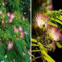 10 Seeds Of Acacia Rosa - 彩色 - 查看 4