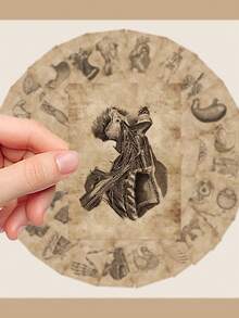 56pcs Body Structure Stickers Detailed Illustrations Of Skeletal, Muscular, And Organ Systems Suitable For Water Bottles, Skateboards, Laptops, Envelopes, Diaries, Scrapbooks, Refrigerator Decorations, Gift Wrapping, And Decorative Stickers Versatile For Multiple Scenarios