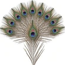 20pcs/40pcs/100pcs 25-30 Small Eyed Peacock Feather Home Decoration Peacock Feather Jewelry DIY Handmade Peacock Feather Fan - Green - View 3