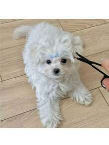1 pezzo Forbici per toelettatura per animali domestici con punta rotonda in acciaio inossidabile - Trimmer per pelo pesante per animali domestici, adatto per rifilare il naso, le orecchie, il viso e le zampe - Uso professionale e domestico - Design facile da pulire, adatto a tutte le razze e dimensioni di cani, strumento per toelettatura di animali domestici, impugnatura ergonomica, utilizzabile in tutte le direzioni, cura degli animali, rifinitura del naso, presa comoda, costruzione robusta, tosatura di animali - Multicolore - Visualizzare 5